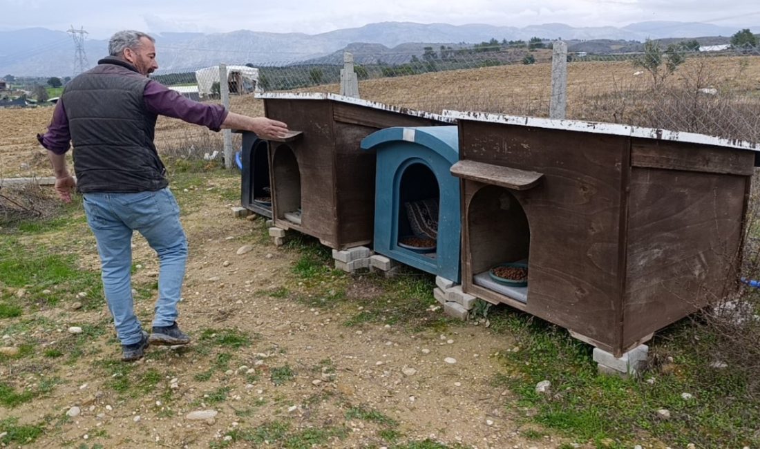 Antalya’da Alman uyruklu kadının arazide beslediği sokak köpekleri, 2 metrelik