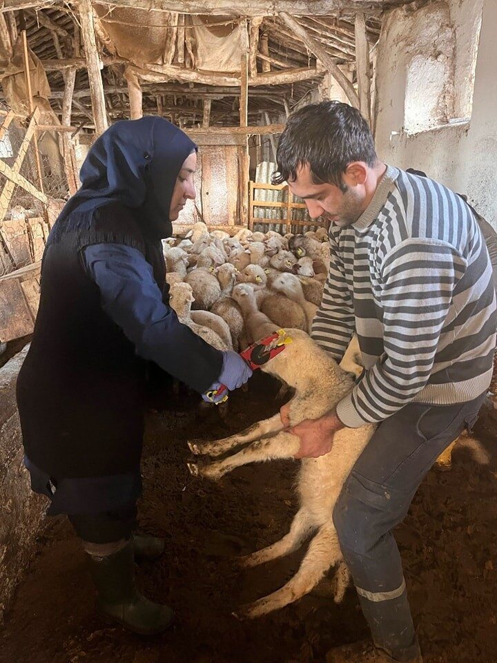 Afyonkarahisar’ın Sandıklı ilçesinde küçükbaş hayvanlara yönelik aşılama kampanyası başlatıldı. Sandıklı